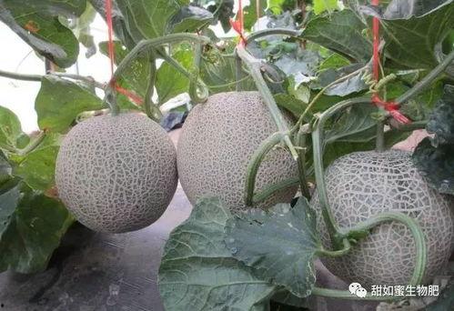 湖北网纹提瓜今日价格,行情稳中向好