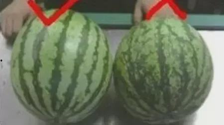 天天吃瓜今日吃瓜,今日瓜果盛宴