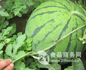云南西瓜次瓜今日价格报表,云南西瓜次瓜今日价格波动分析