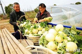 温岭白瓜批发价格今日,品质瓜果价格走俏”