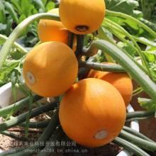 温岭白瓜批发价格今日,品质瓜果价格走俏”