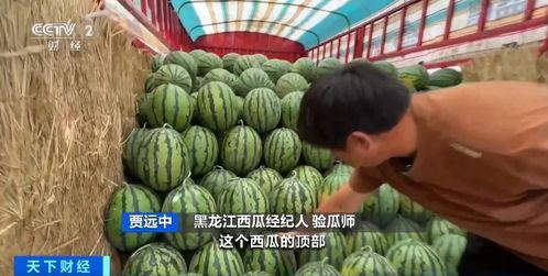 荷兰瓜今日价格行情最新,今日行情一览