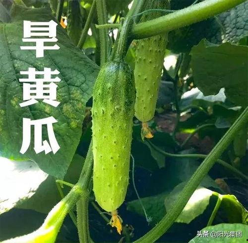 今日旱瓜价格表,市场行情一览