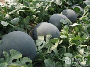 今日无籽瓜价格,价格波动解析